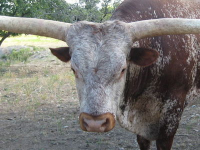 Our Longhorns.  Many are for sale.