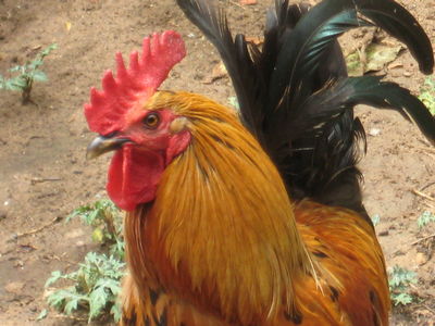 Our favorite chickens