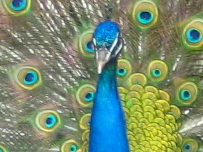 Our beautiful peacocks and peahens
